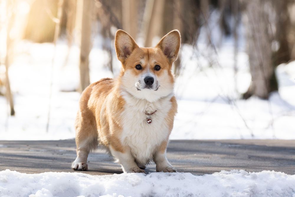 Brown and light Corgi on snow covered ground