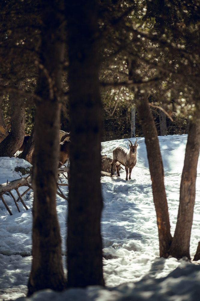 Wild goats pasturing near tree between snow
