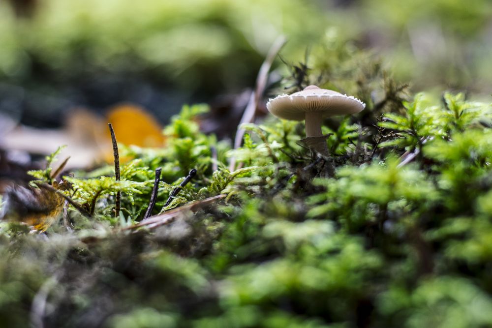 Tiny mushroom