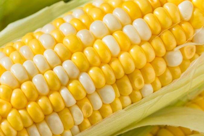 Raw Organic Sweet Corn on the Cob
