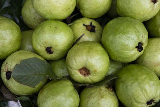 Fresh Green Guava fruits Displayed for sale in the Market of Bangladesh