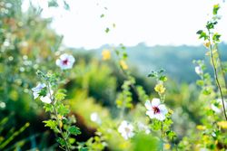 Light colored flowers in a garden