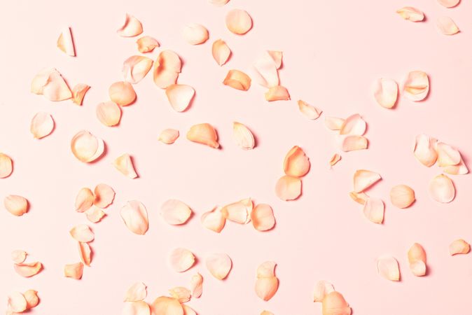 Peach colored rose petals scattered on peach background, minimal