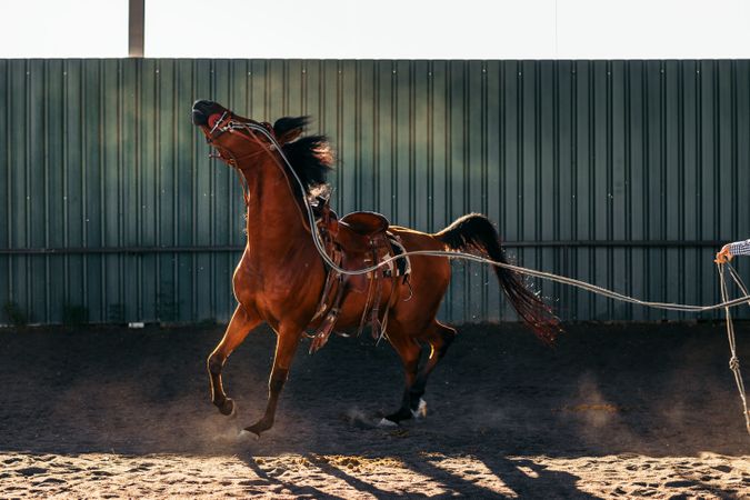 Horse in a riding center
