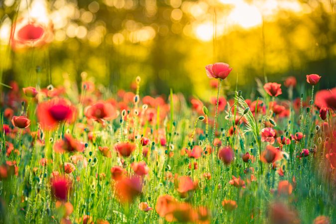Red flowers in a field surrounded by trees