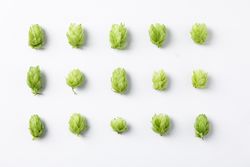 Flat lay composition with hop on background, space for text