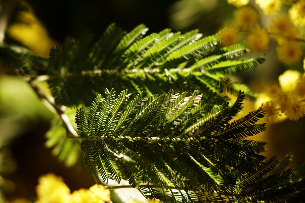 Branches of conifer tree in park