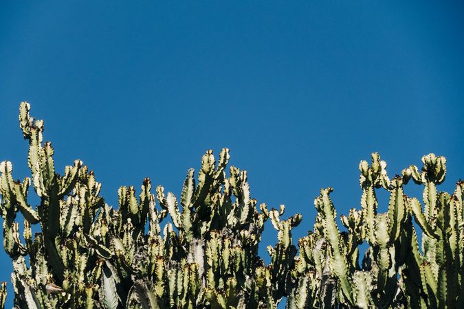Tall cactus against blue sky