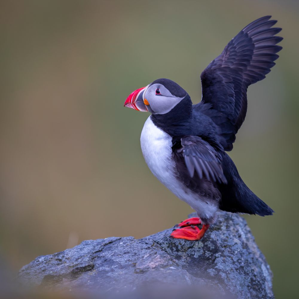 Atlantic puffin opening wings and perching on gray rock