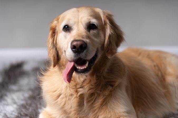 Cute golden retriever with tongue out on rug