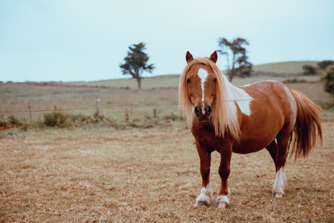 Horse grazing in dry field