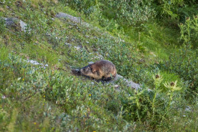 Cute marmot sitting on meadow in Switzerland