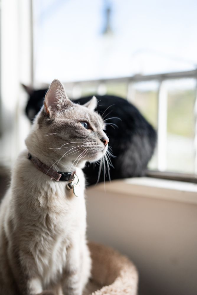Pretty cat sitting near open window