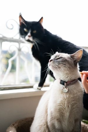 Two cats sitting in front of a window