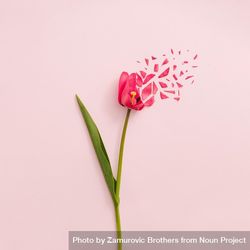Red tulip flower exploding on pastel pink background 4dqGLb