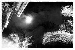 B&W shot of moon behind the clouds with palm trees