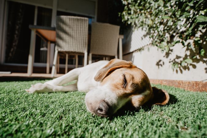 Cute beagle on lawn in yard