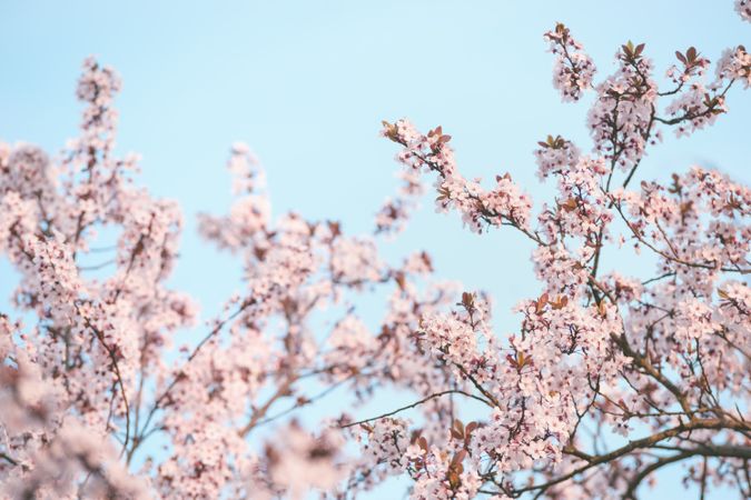 Pink cherry blossom at blue sky background