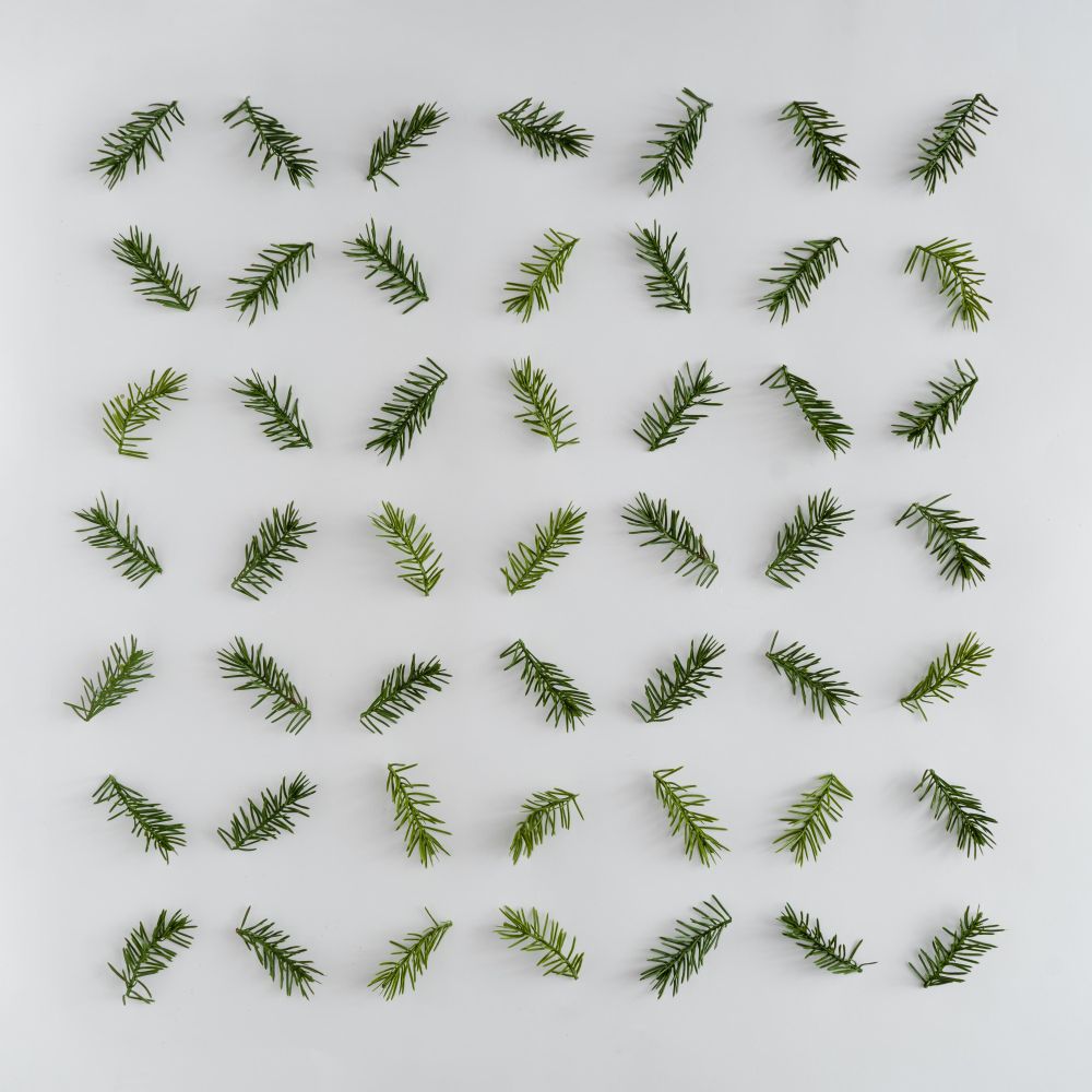 Fir branches neatly arranged on light background