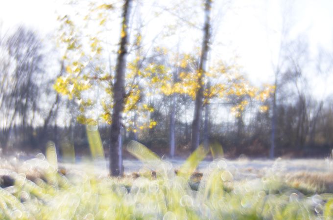 Blurred trees in forest