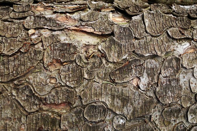 Old tree trunk with ragged bark