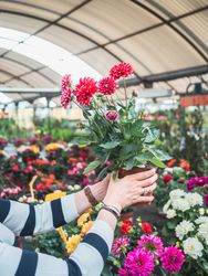Female holding potted red flowers on market