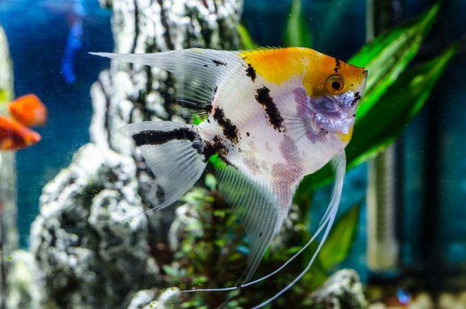Beautiful aquarium full of fish