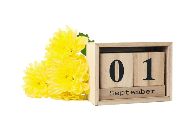 hrysanthemums and wooden calendar with date September 1 isolated on blank background