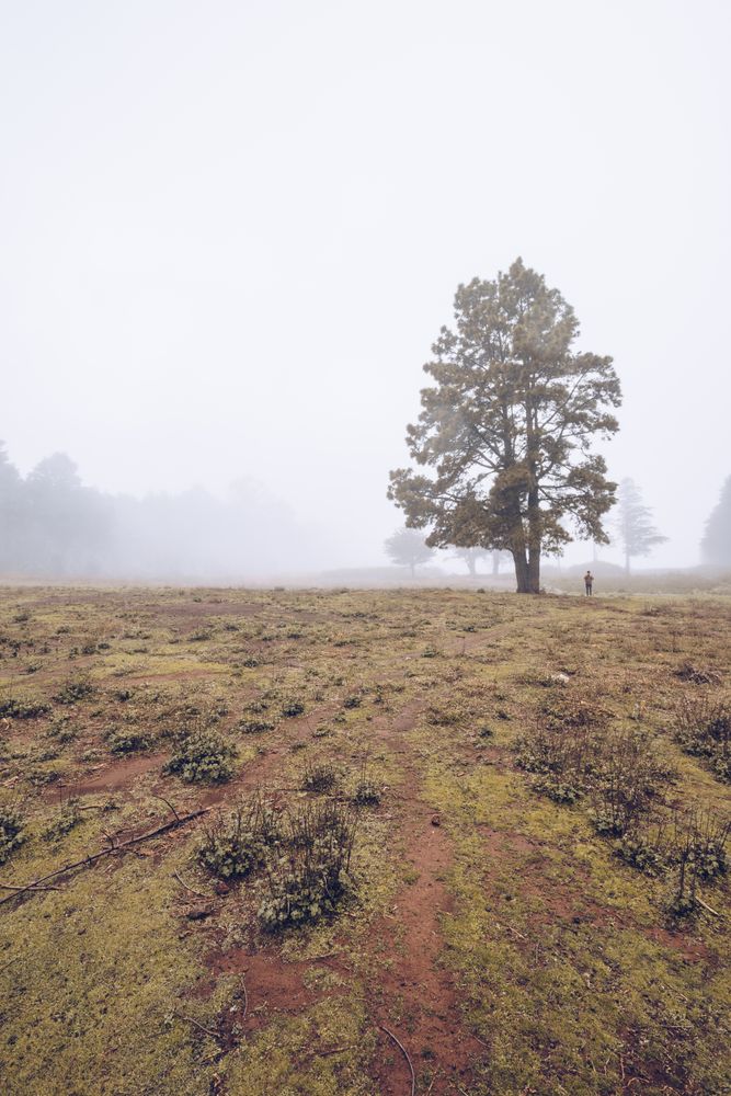 Hiker walking on foggy rural field