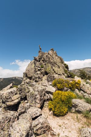 Young goats on high stone on background of blue sky