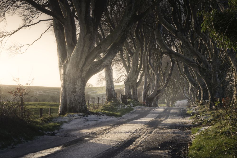 Tunnel of giant beech leafless trees in Ireland