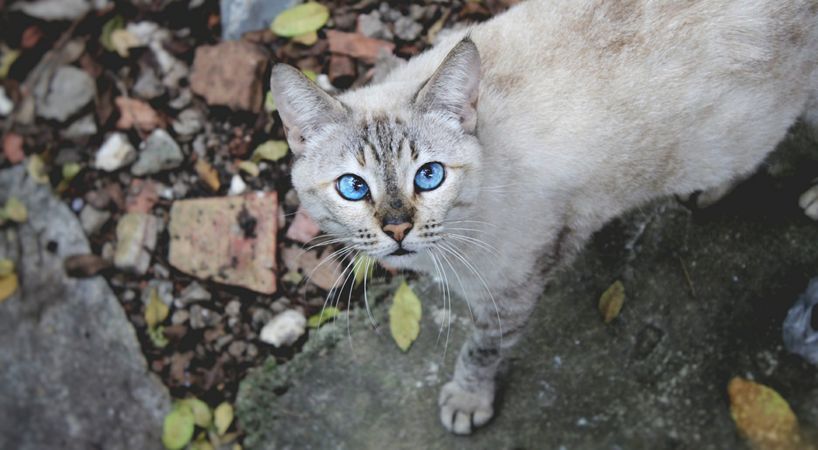 Gray domestic short-haired cat
