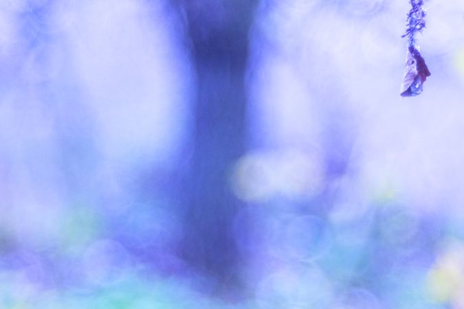 Blurred trees in forest