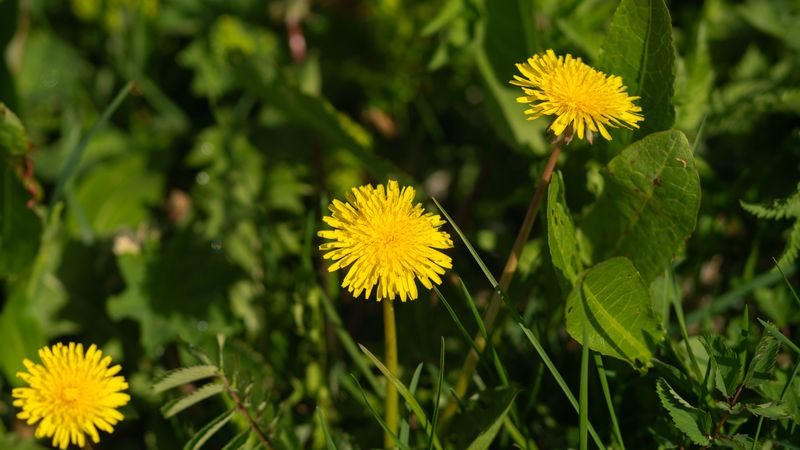 Yellow dandelions among green leaves