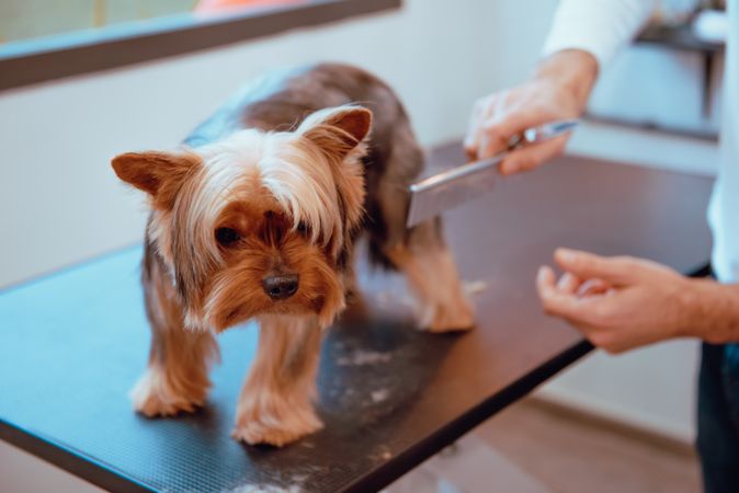 Crop groomer trimming fur of little dog