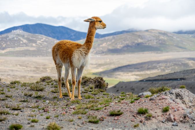 Brown llama on green grass field