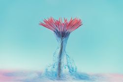 Pink daisy flower with pastel blue ink