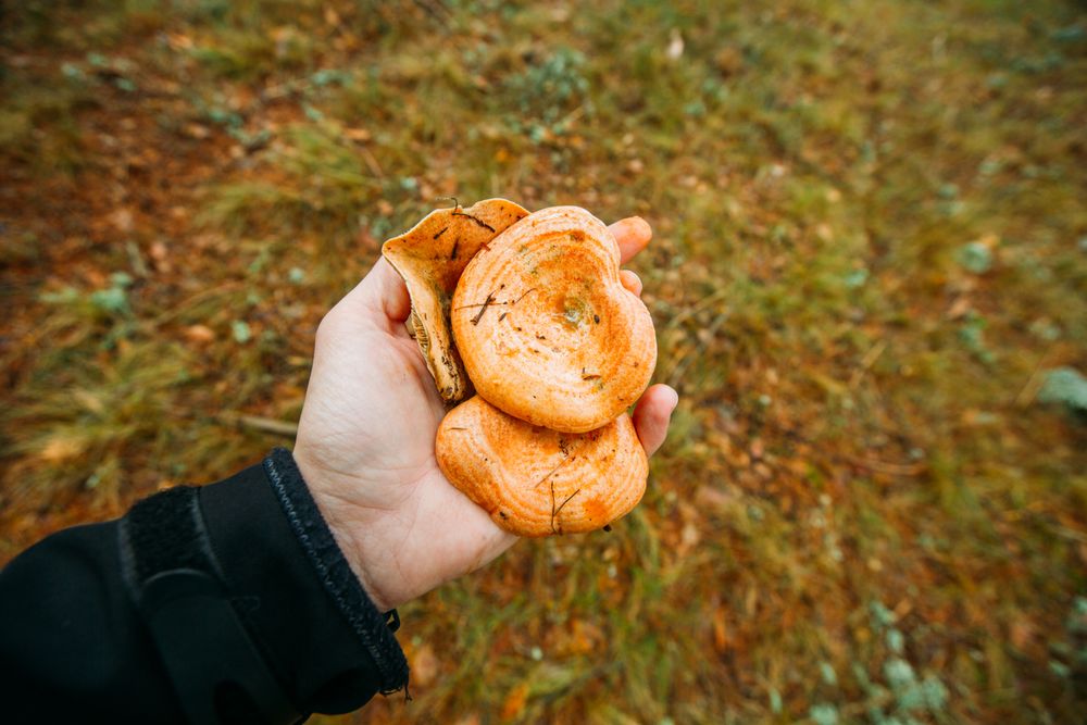 Hand holding wild mushroom