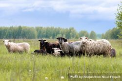 Herd of sheep on green grass field during daytime 5zPwgb