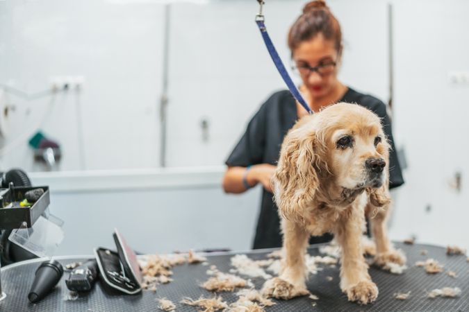 groomer shaving happy dog