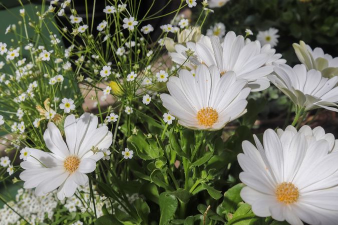Beautiful margerite flowers in a european garden in white color.
