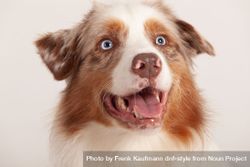 Portrait of a happy light brown Australian shepherd with blue eyes 5Q2mYe