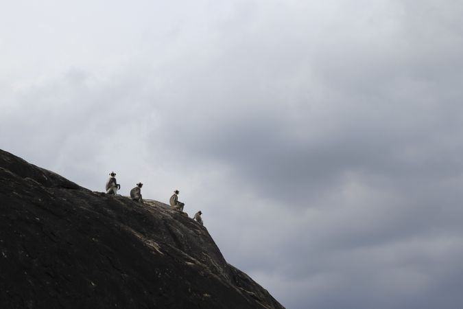 Langurs sitting on mountain slope