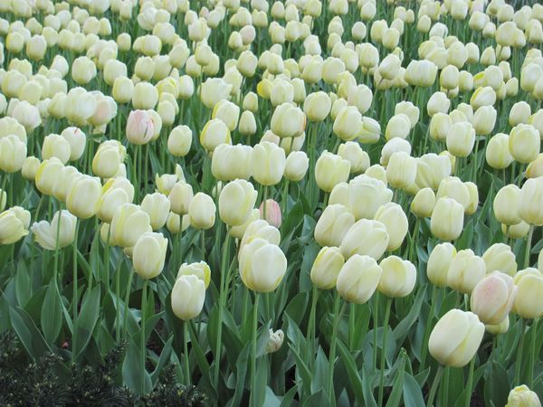Tulips