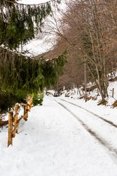 Snowy tree lines route in forest