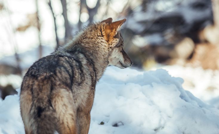 Wolf on hill near stones and snow