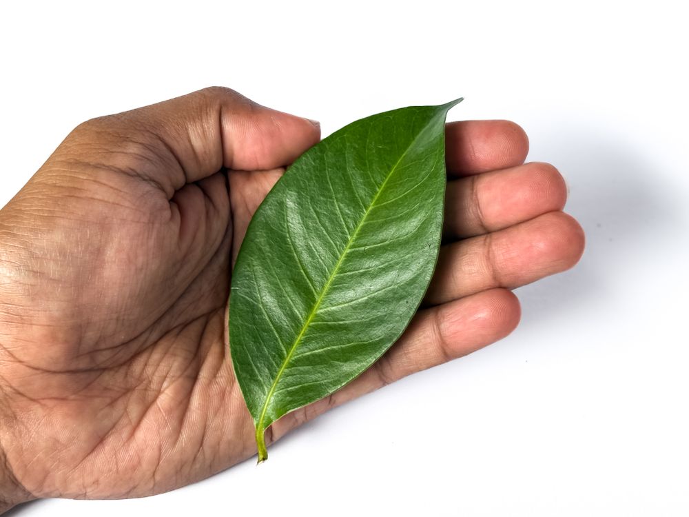 One Bay Leaf on a Human Palm Isolated on Light Background