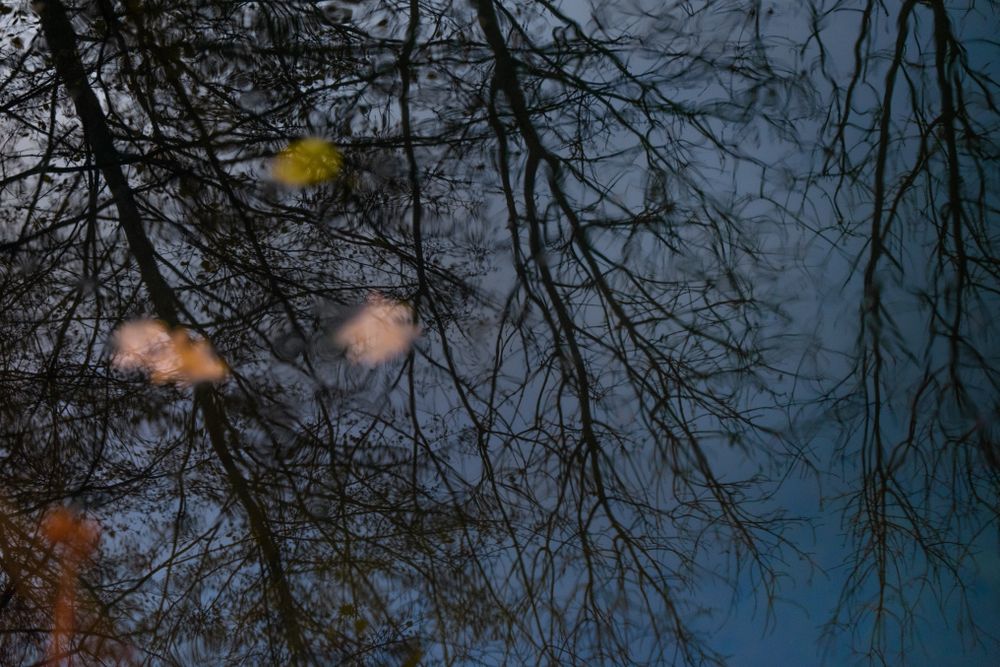 Reflections of trees blurred in the water