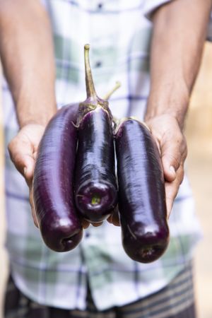 Fresh organic vegetables eggplant in hand