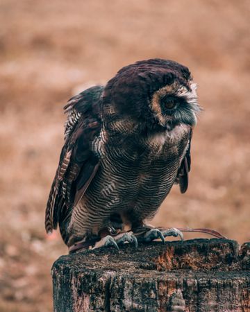 Owl perching on log during daytime